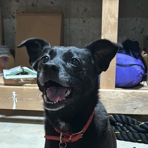 Meet your Posher, Milanni